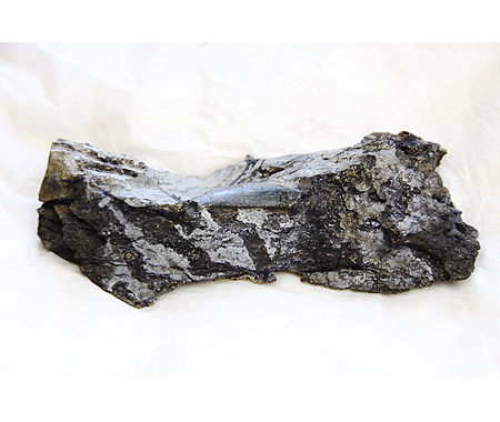 イグアナドン類化石（複製）